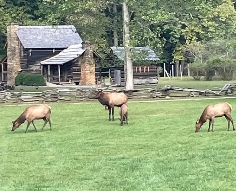 Family of elk at Lufty park